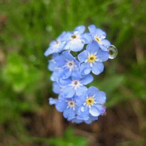 myosotis, flore alpine