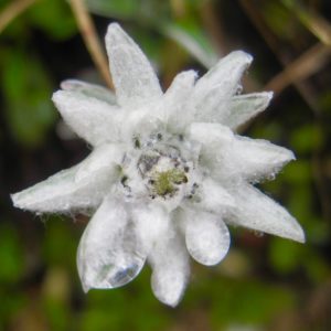 edelweiss, fleur des Alpes