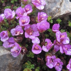 saxifrage à feuilles opposées, découverte fleurs des Alpes