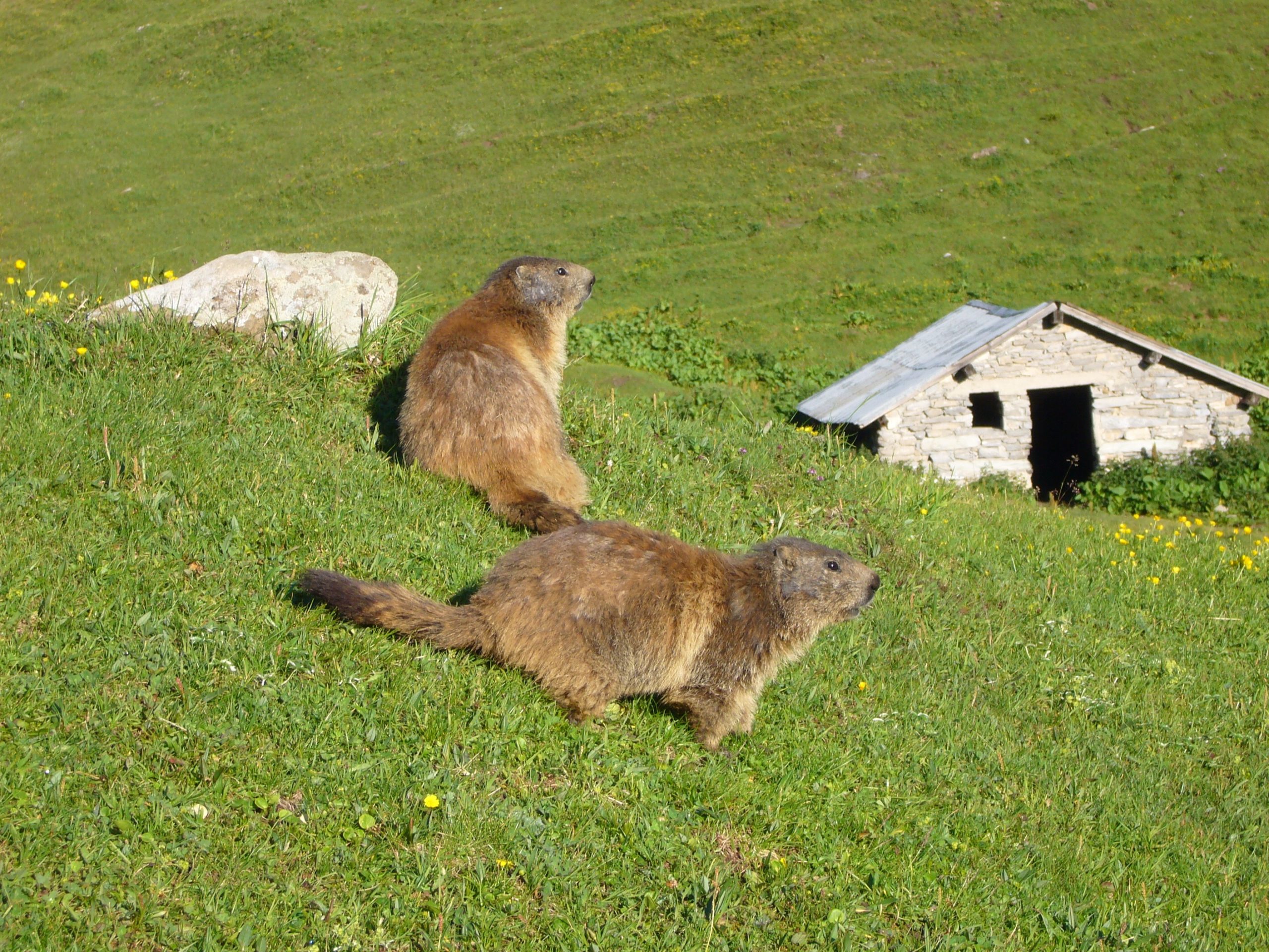 marmottes en montagne